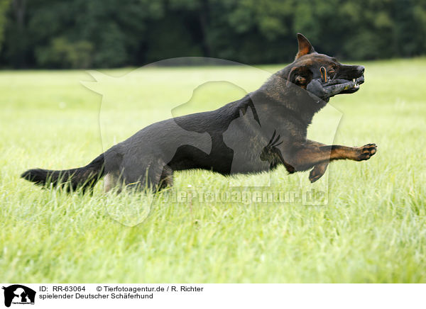 spielender Deutscher Schferhund / playing German Shepherd / RR-63064