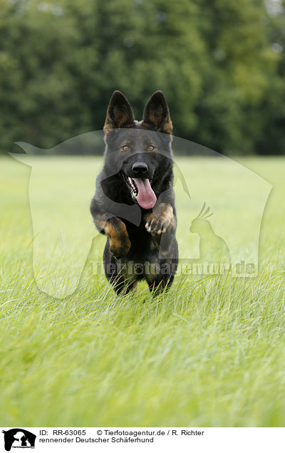 rennender Deutscher Schferhund / running German Shepherd / RR-63065