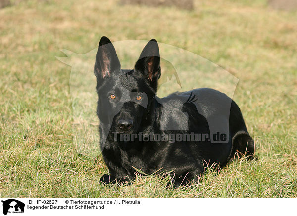 liegender Deutscher Schferhund / lying German Shepherd / IP-02627