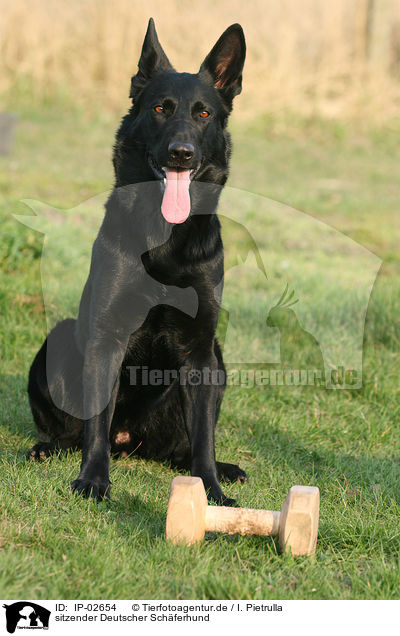 sitzender Deutscher Schferhund / sitting German Shepherd / IP-02654