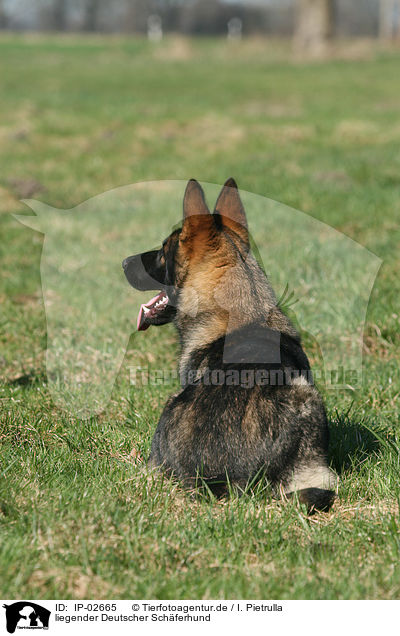liegender Deutscher Schferhund / lying German Shepherd / IP-02665