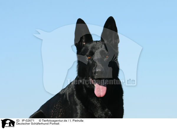 Deutscher Schferhund Portrait / German Shepherd Portrait / IP-02671