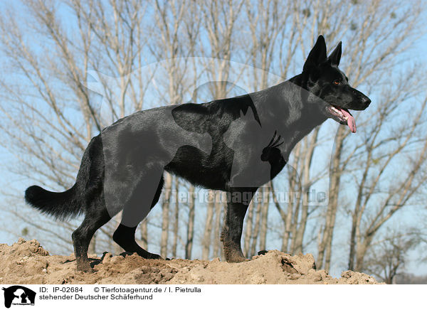 stehender Deutscher Schferhund / standing German Shepherd / IP-02684