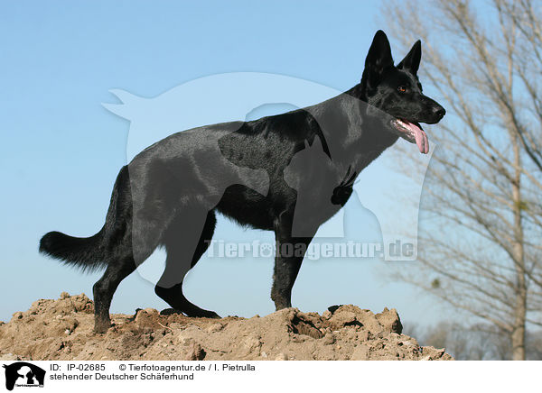 stehender Deutscher Schferhund / standing German Shepherd / IP-02685