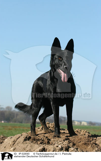 stehender Deutscher Schferhund / standing German Shepherd / IP-02690