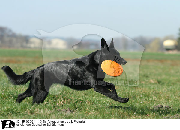 spielender Deutscher Schferhund / IP-02691