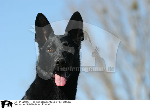 Deutscher Schferhund Portrait / German Shepherd Portrait / IP-02703