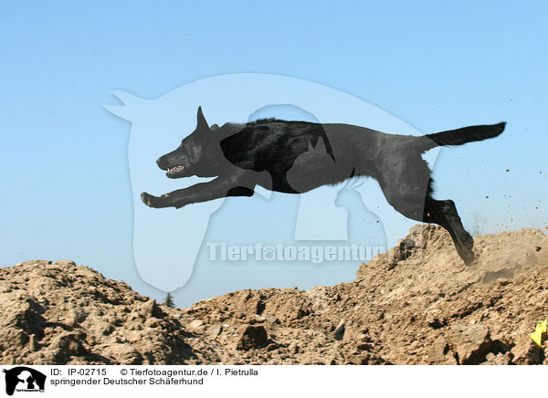 springender Deutscher Schferhund / IP-02715