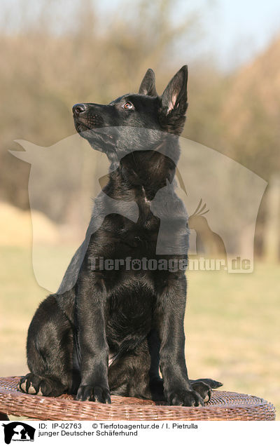 junger Deutscher Sch�ferhund / young German Shepherd / IP-02763