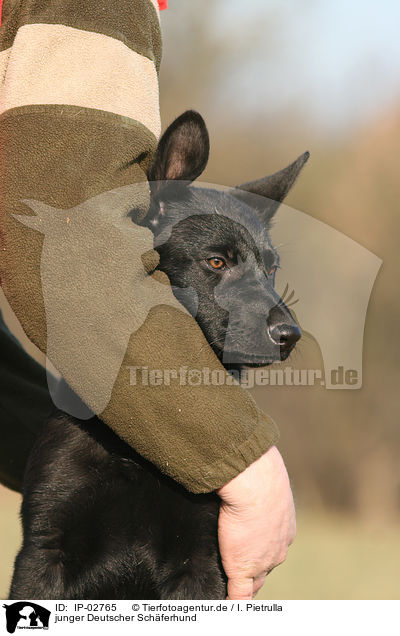 junger Deutscher Schferhund / young German Shepherd / IP-02765