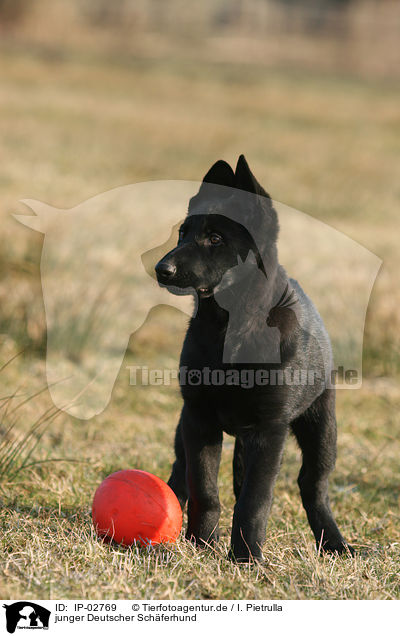 junger Deutscher Schferhund / young German Shepherd / IP-02769