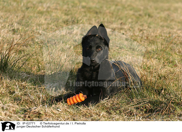 junger Deutscher Schferhund / young German Shepherd / IP-02771