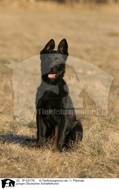 junger Deutscher Schferhund / young German Shepherd / IP-02776