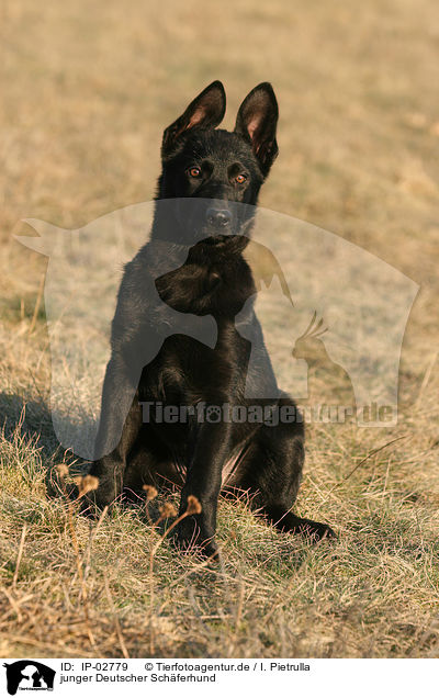 junger Deutscher Schferhund / young German Shepherd / IP-02779