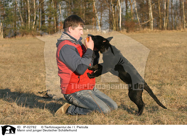 Mann und junger Deutscher Schferhund / man and young German Shepherd / IP-02782