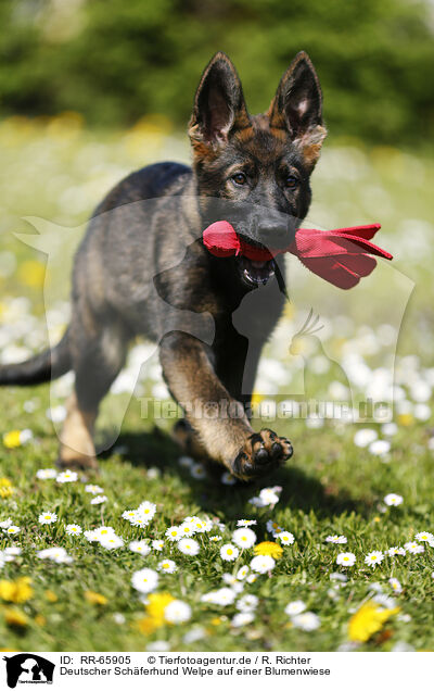Deutscher Schferhund Welpe auf einer Blumenwiese / RR-65905