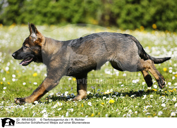 Deutscher Schferhund Welpe auf einer Blumenwiese / German Shepherd Puppy in the meadow / RR-65925