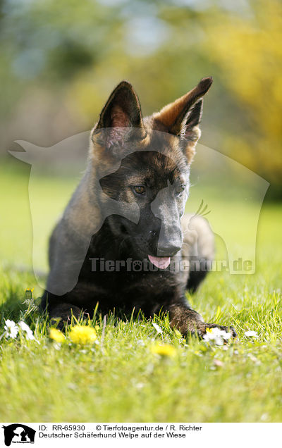 Deutscher Schferhund Welpe auf der Wiese / German Shepherd Puppy in the meadow / RR-65930
