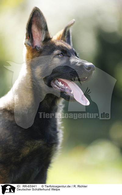Deutscher Schferhund Welpe / German Shepherd Puppy / RR-65941