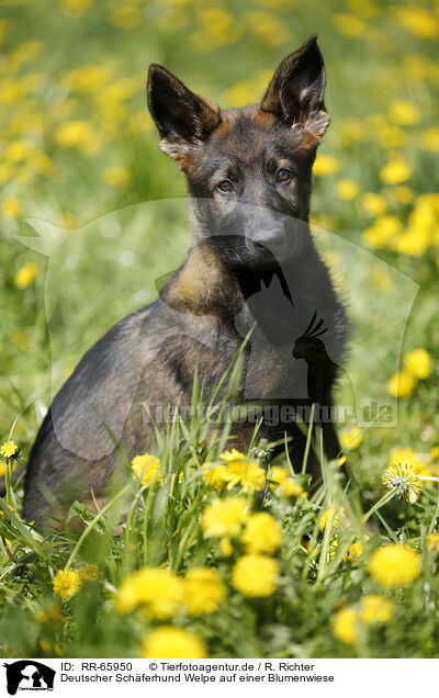 Deutscher Schferhund Welpe auf einer Blumenwiese / German Shepherd Puppy in the meadow / RR-65950