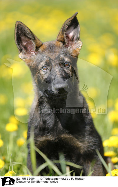 Deutscher Schferhund Welpe / RR-65954