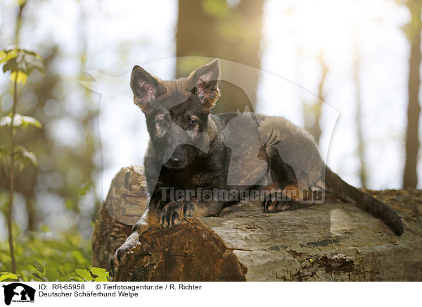 Deutscher Schferhund Welpe / RR-65958