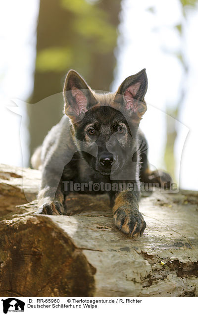 Deutscher Schferhund Welpe / German Shepherd Puppy / RR-65960