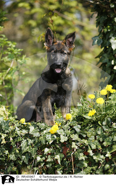 Deutscher Schferhund Welpe / RR-65967