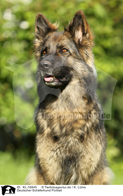 Deutscher Schferhund Portrait / KL-16845