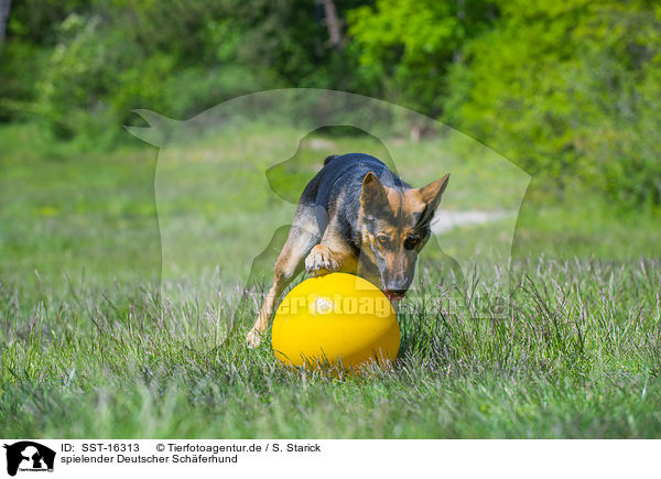 spielender Deutscher Schferhund / playing German Shepherd Dog / SST-16313