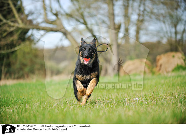 spielender Deutscher Schferhund / playing German Shepherd / YJ-12671