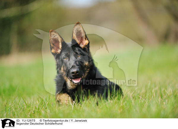 liegender Deutscher Schferhund / lying German Shepherd / YJ-12675