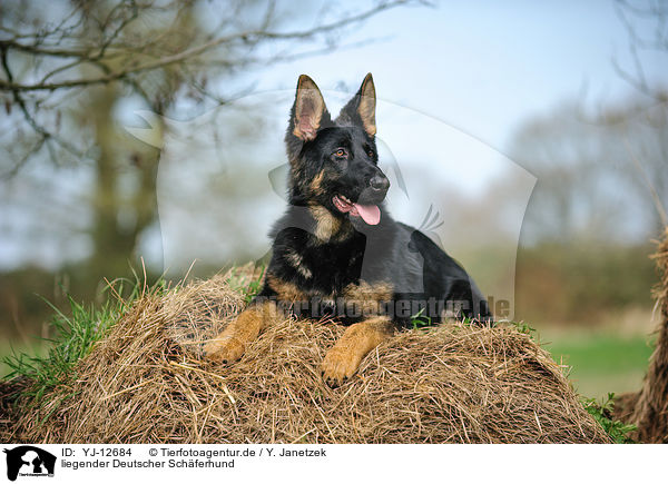 liegender Deutscher Schferhund / lying German Shepherd / YJ-12684