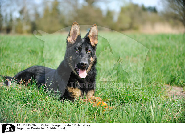 liegender Deutscher Schferhund / lying German Shepherd / YJ-12702