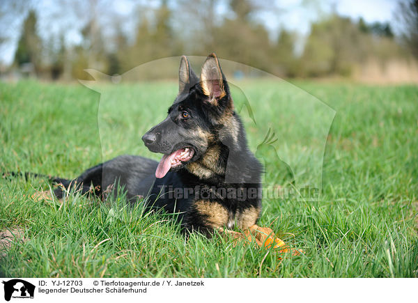 liegender Deutscher Schferhund / lying German Shepherd / YJ-12703