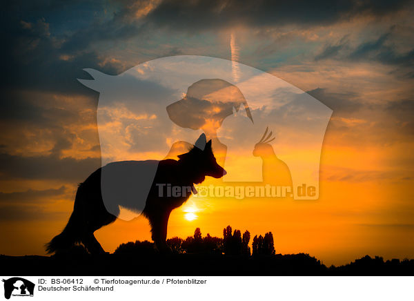 Deutscher Schferhund / BS-06412