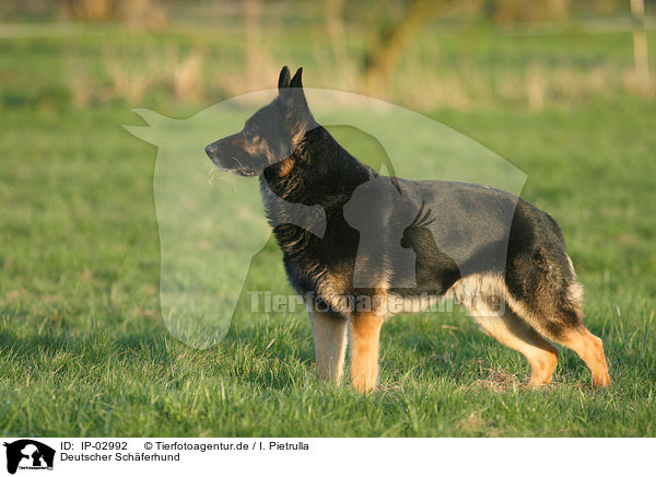 Deutscher Sch�ferhund / German Shepherd / IP-02992