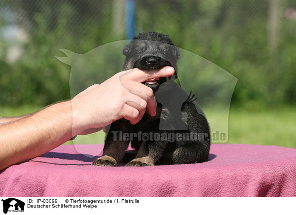 Deutscher Schferhund Welpe / German Shepherd Puppy / IP-03099