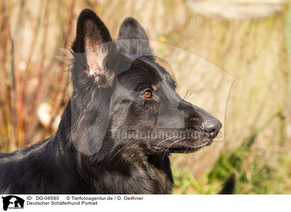 Deutscher Schferhund Portrait / DG-08580