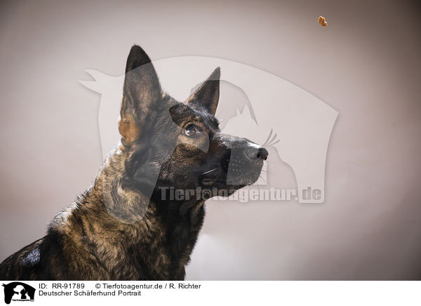 Deutscher Schferhund Portrait / RR-91789
