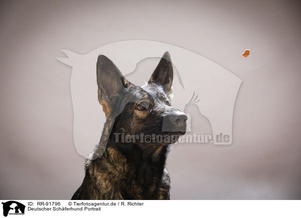 Deutscher Schferhund Portrait / German Shepherd Portrait / RR-91796