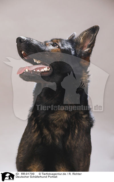 Deutscher Schferhund Portrait / RR-91799
