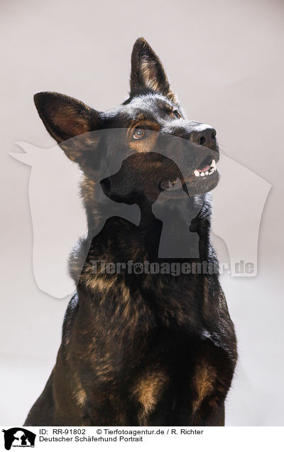 Deutscher Schferhund Portrait / RR-91802