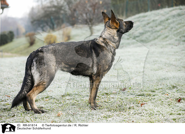 Deutscher Schferhund / German Shepherd / RR-91814