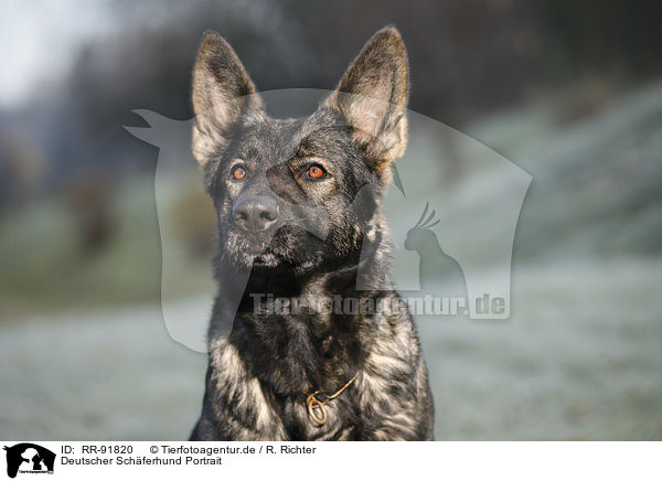Deutscher Schferhund Portrait / RR-91820