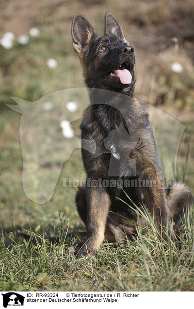 sitzender Deutscher Schferhund Welpe / RR-93324