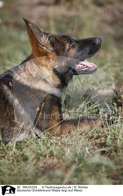 Deutscher Schferhund Welpe liegt auf Wiese / German Sehpherd Puppy lying in meadow / RR-93326