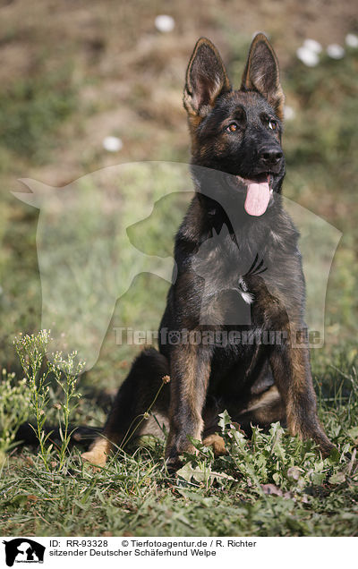 sitzender Deutscher Schferhund Welpe / RR-93328