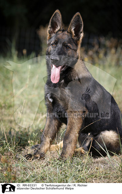 sitzender Deutscher Schferhund Welpe / RR-93331