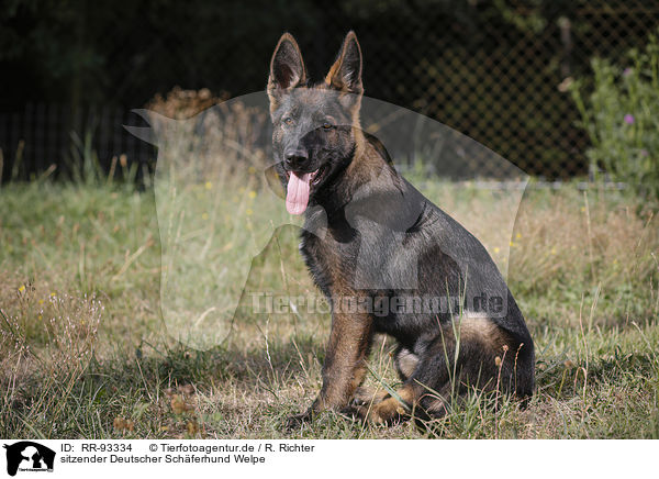 sitzender Deutscher Schferhund Welpe / RR-93334